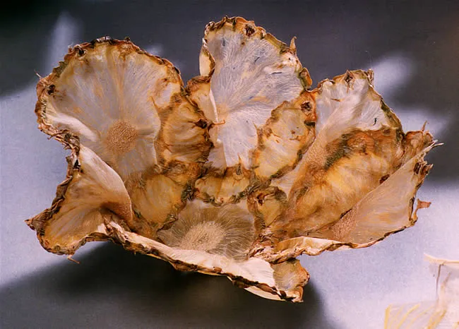 Margaret Dorfman, Vegetable & Fruit Parchment Bowls