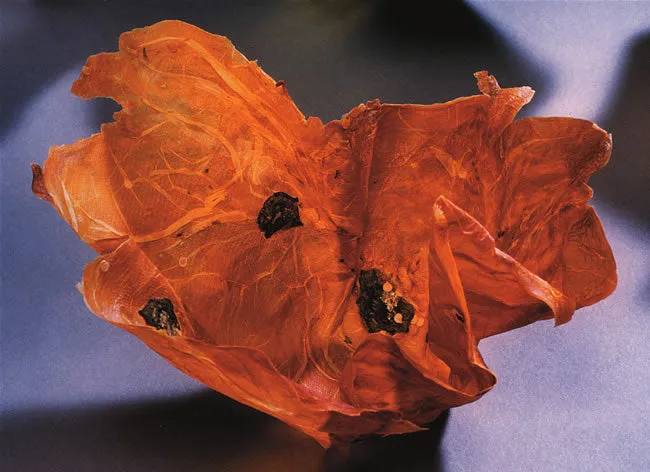 Margaret Dorfman, Vegetable & Fruit Parchment Bowls